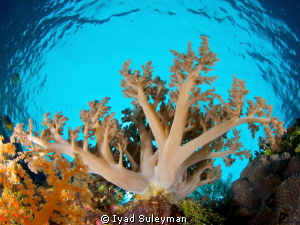 Soft coral by Iyad Suleyman 